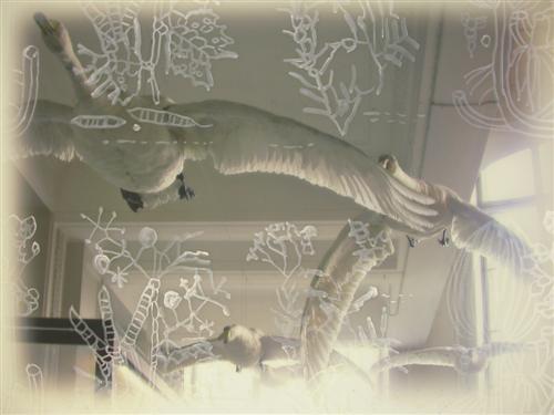 17.jpg - Museum Flight: Swans in the Hallways. 
oil on Mylar