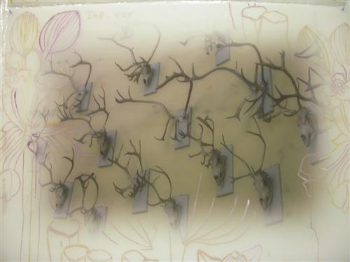 35.jpg - 100s of Reindeer and One Elephant