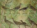 display-of-shore-birds-(detail)-oil-on-linen-2005